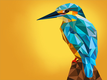 Bird Of Paradise